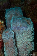 Callyspongia plicifera Eponge fluorescente Bonaire Buddy reef-29m-20120217-Denis-ADER-DSC_6232_tn